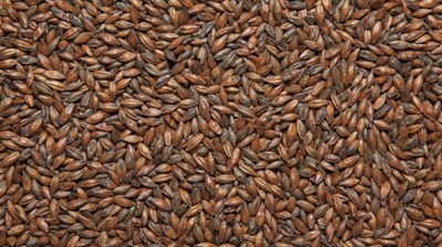 Солод ячменный "Chocolate Malt" Финляндия 4941 - фото 7635