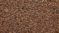Солод ячменный "Chocolate Malt" Финляндия 4941