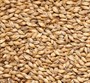 Солод ячменный Мюнхенский тип 1 EBC 14-16 Финляндия Viking malt 4797 - фото 7094