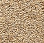 Солод ячменный Pilsner Финляндия viking malt 682 - фото 7121