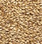 Солод ячменный  "Dark Ale Malt" Финляндия 4940 - фото 9496